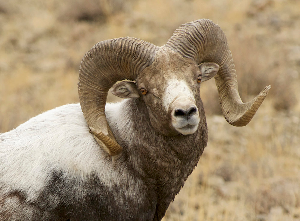 Bighorn Sheep